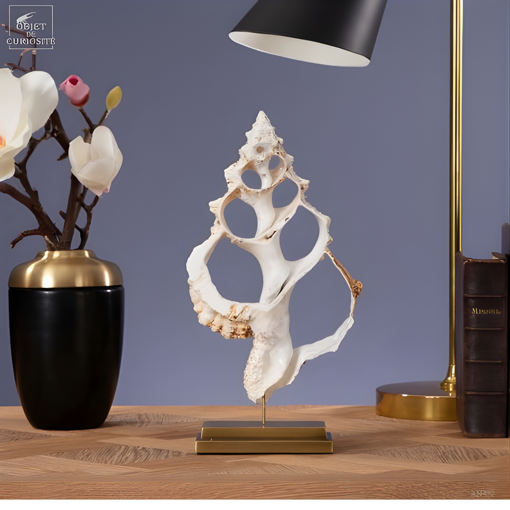 Tranche centrale de coquillage BURSA BUBO