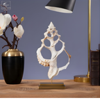 Tranche centrale de coquillage BURSA BUBO