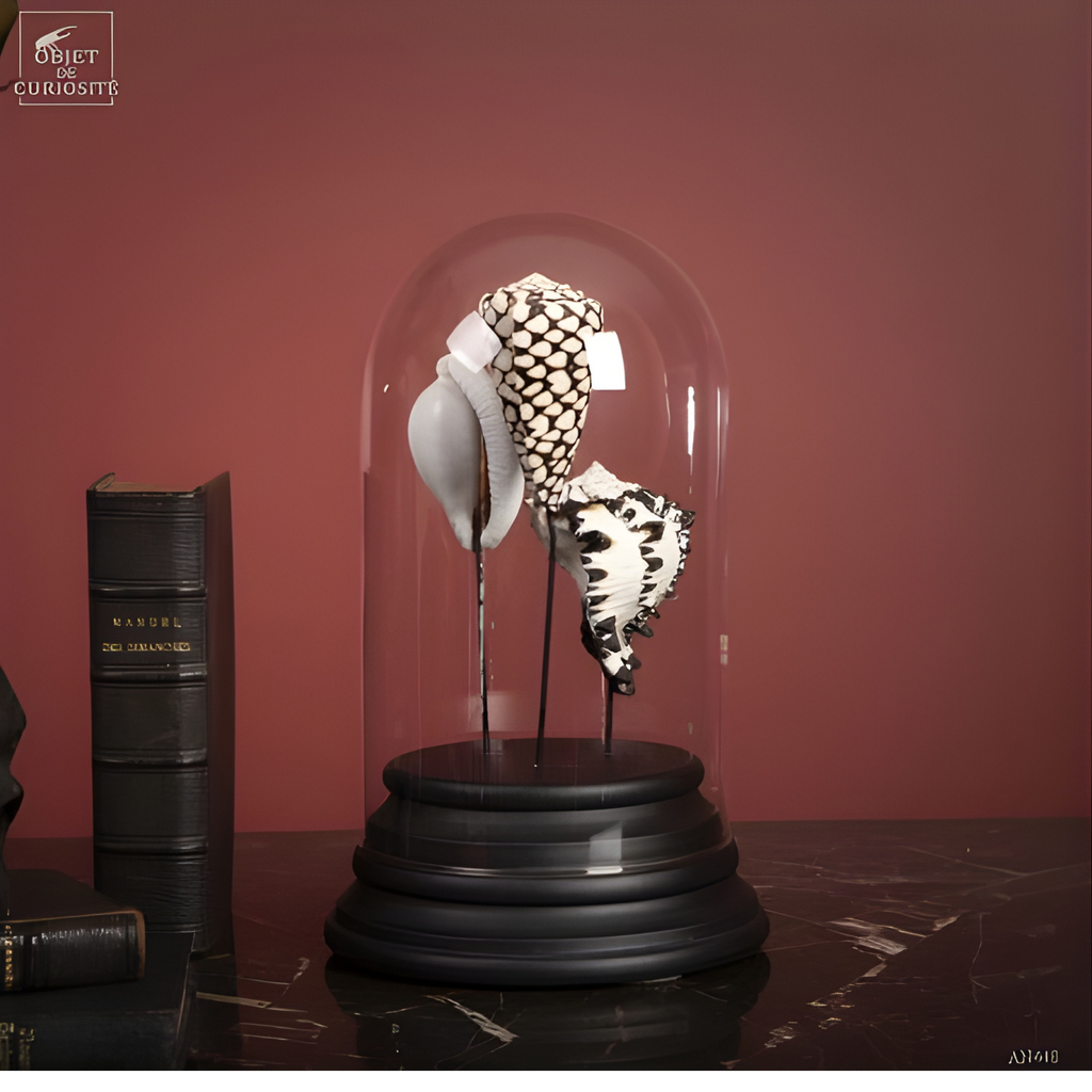 Globe de coquillages noir et blanc