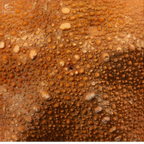 Etoile de mer à pois sur base noire ronde