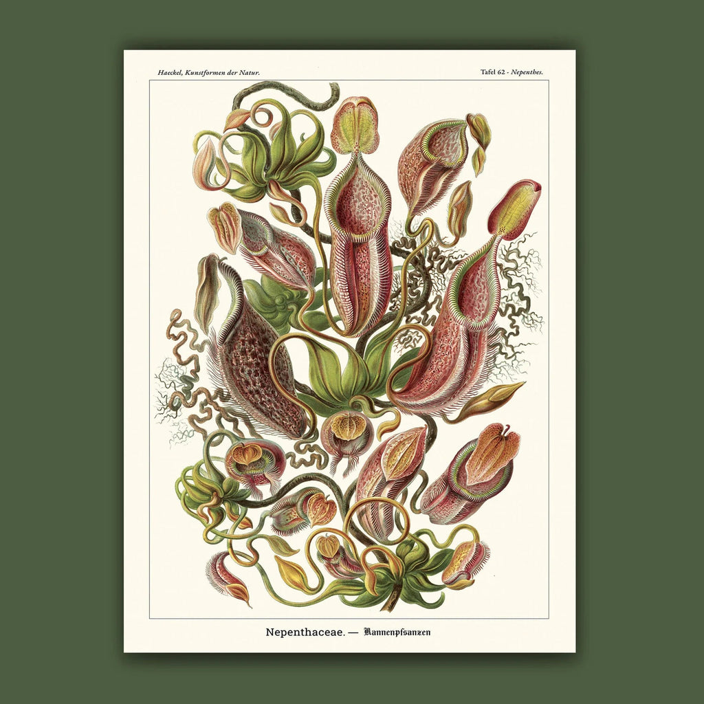 Affiche Plantes carnivores Carto polo