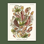 Affiche Plantes carnivores Carto polo