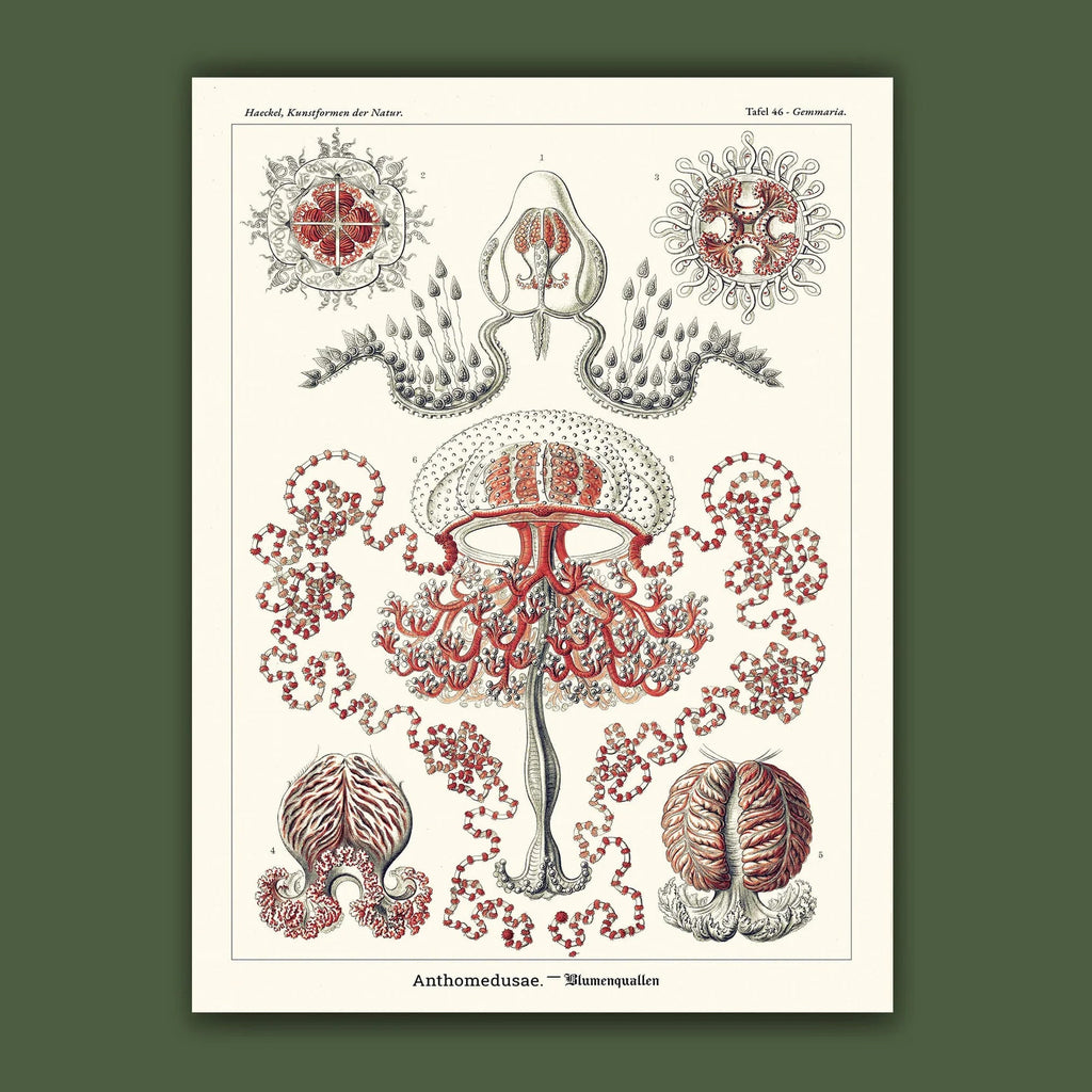 Affiche Hydroméduses Carto polo