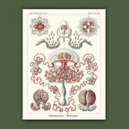Affiche Hydroméduses Carto polo