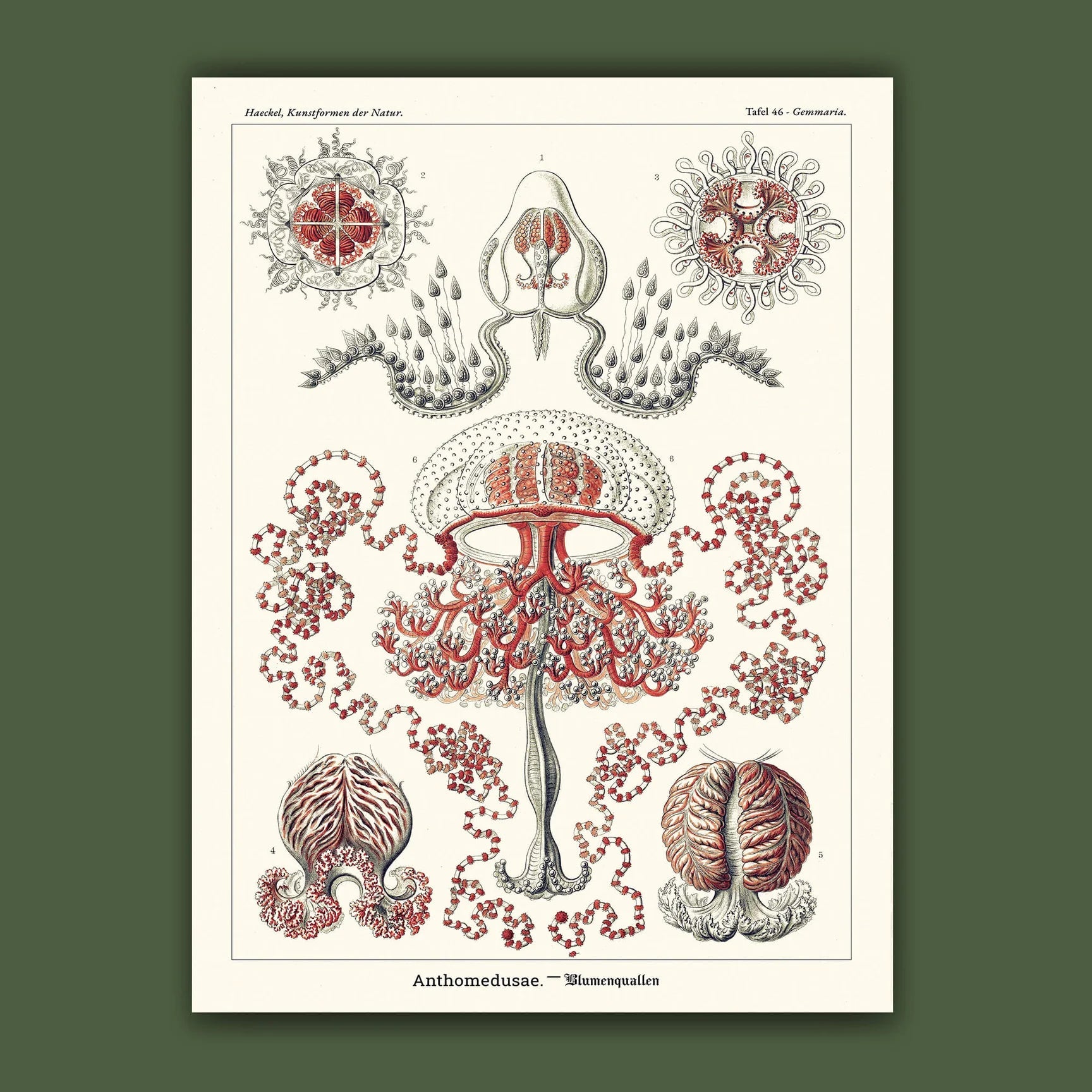 Affiche Hydroméduses Carto polo