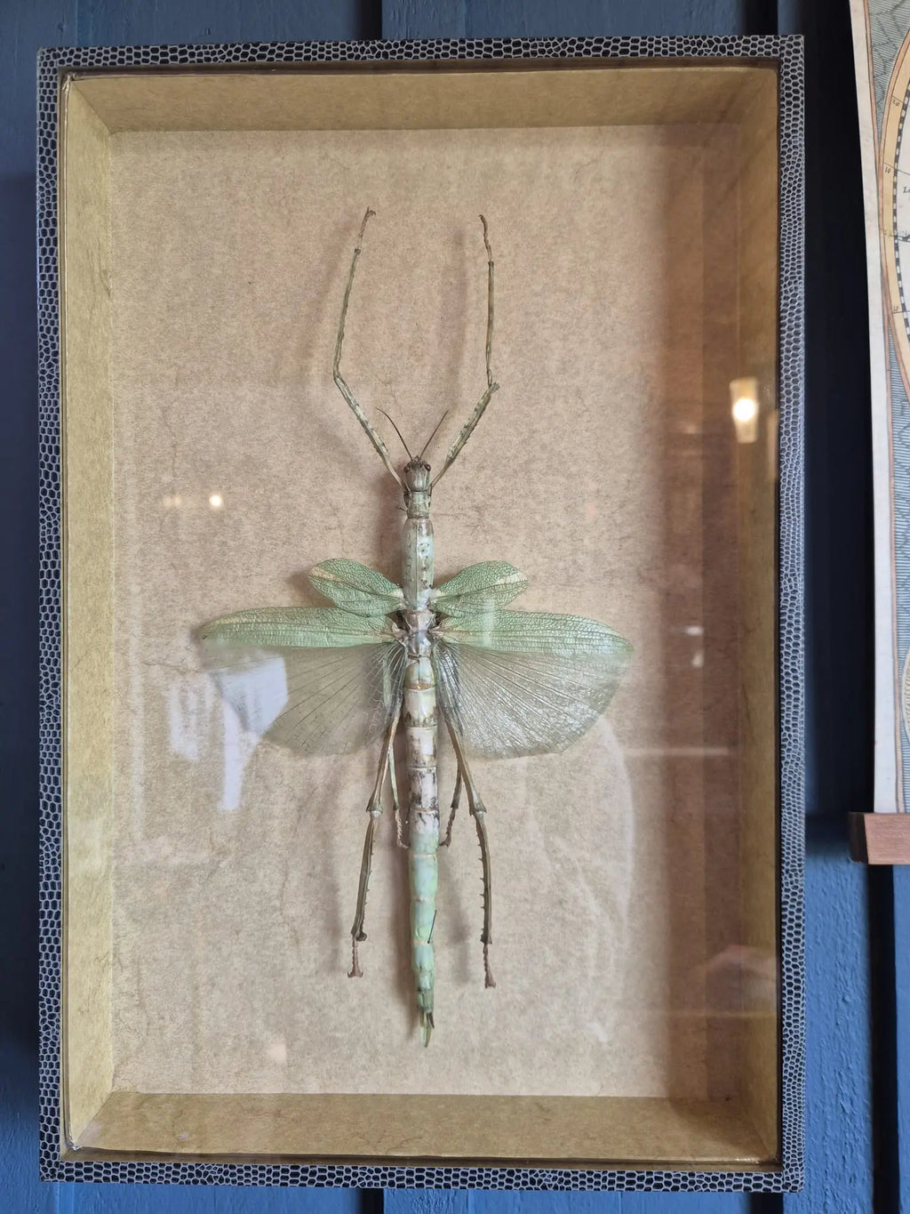 Phasme goliath EURYCNEMA GOLIATH, dans boîte d’entomologiste Little Harmonie