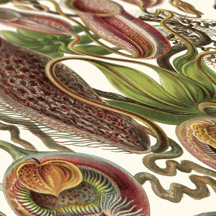 Affiche Plantes carnivores Carto polo