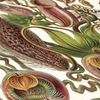 Affiche Plantes carnivores Carto polo