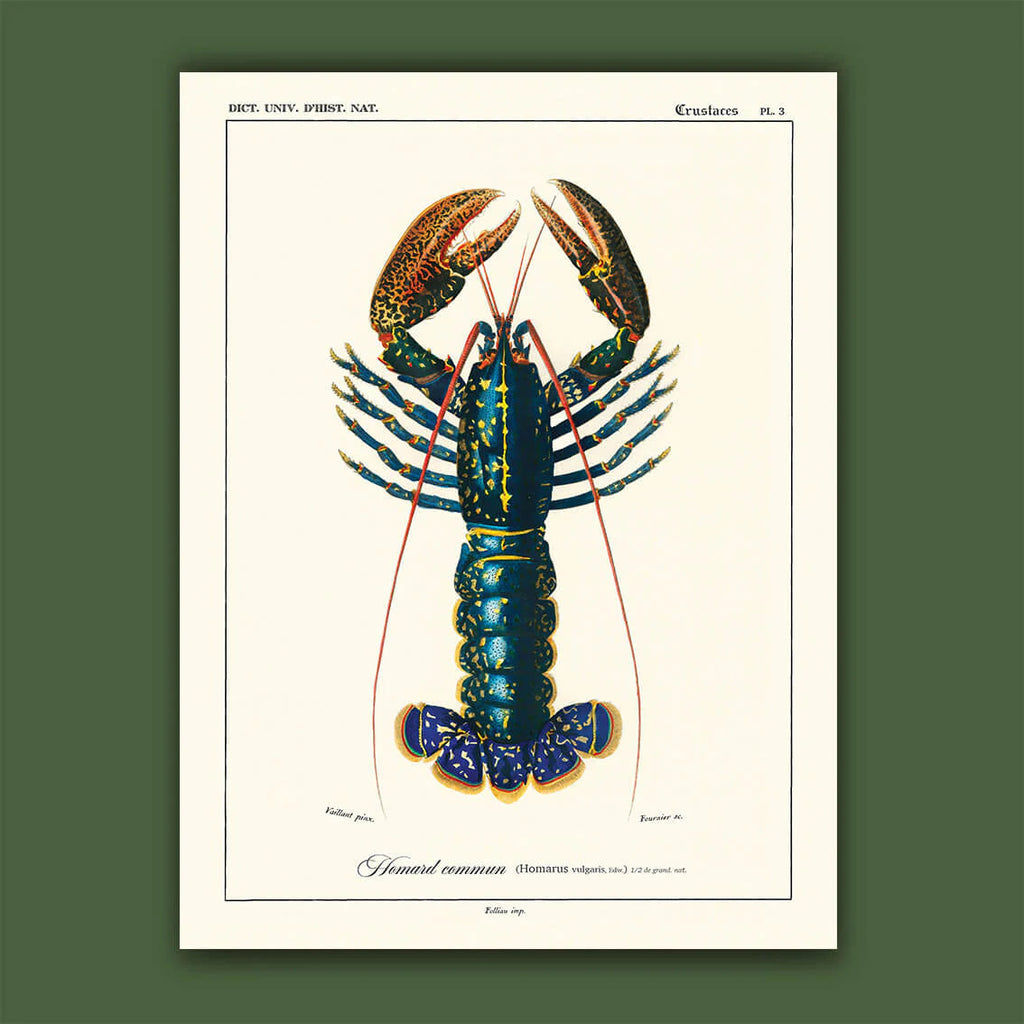 Affiche Homard commun Carto polo