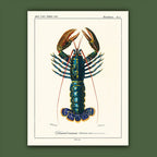 Affiche Homard commun Carto polo