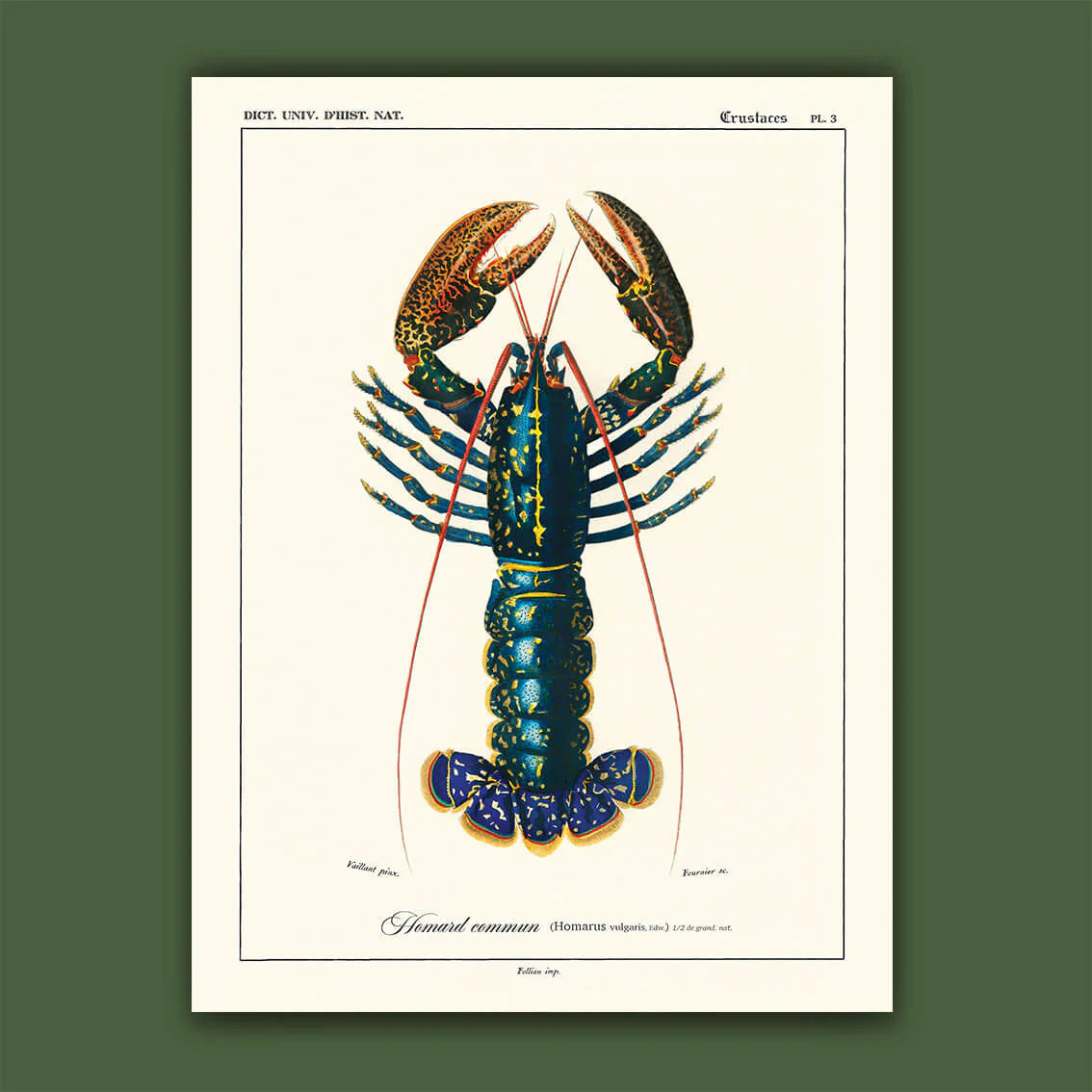 Affiche Homard commun Carto polo