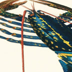 Affiche Homard commun Carto polo