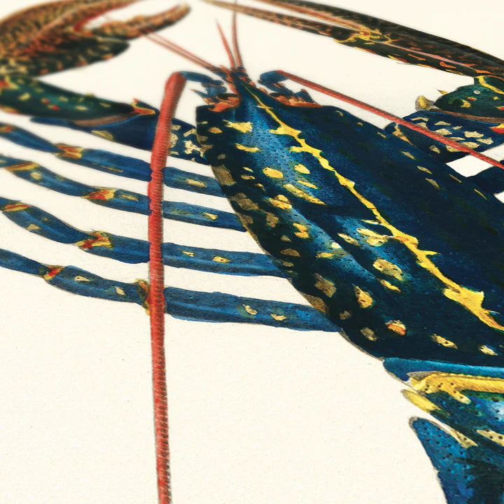 Affiche Homard commun Carto polo