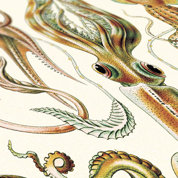 Affiche Céphalopodes Carto polo