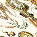Affiche Céphalopodes Carto polo